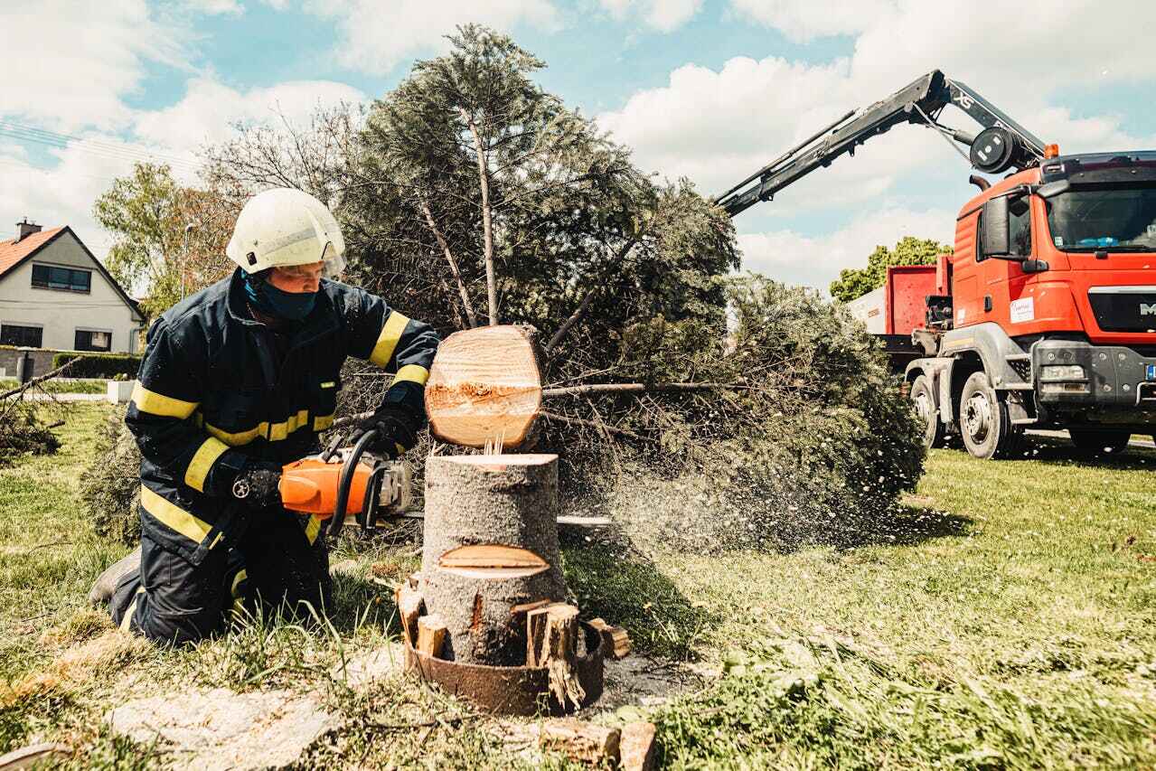 Residential Tree Removal in Homosassa, FL